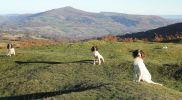 Star, Gwen, Poppy, Max on moors 050.JPG