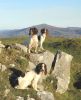 Star, Gwen, Poppy, Max on moors 067.JPG