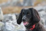 Filename : poppy & freelander 018.JPG
Filesize : 127KB
Dimensions : 1440x960
Date added : May 10, 2017 poppy & freelander 018.JPG