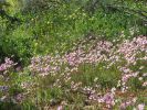 Filename : IMG_1795.JPG
Filesize : 465KB
Dimensions : 1280x959
Date added : Aug 28, 2018 IMG_1795.JPG