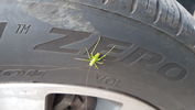 Grasshopper Tyre.jpg
