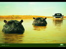 Freelander Hippos.jpg